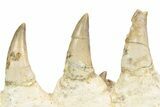 Mosasaur (Eremiasaurus?) Jaw with Nine Teeth - Morocco #260369-5